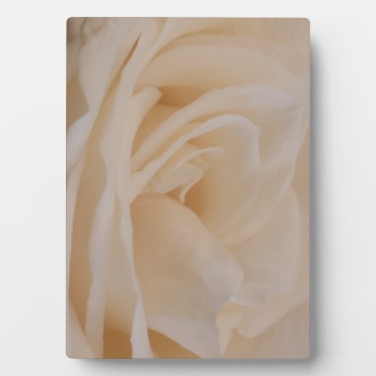 Cream Colour Roos Closeup Fotoplaat (voorkant)