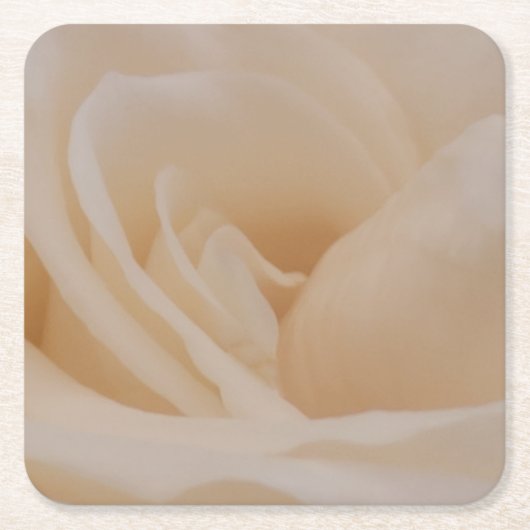 Cream Colour Roos Closeup Kartonnen Onderzetters (Voorkant)
