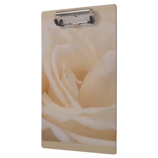 Cream Colour Roos Closeup Klembord (Links)