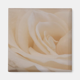 Cream Colour Roos Closeup Magneet