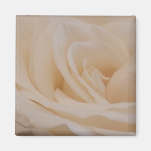Cream Colour Roos Closeup Magneet (Voorkant)