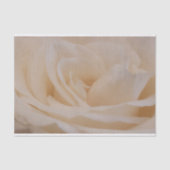 Cream Colour Roos Closeup Tissuepapier (Voorkant)