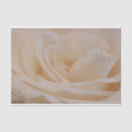 Cream Colour Roos Closeup Tissuepapier