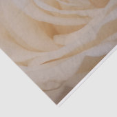 Cream Colour Roos Closeup Tissuepapier (Detail)