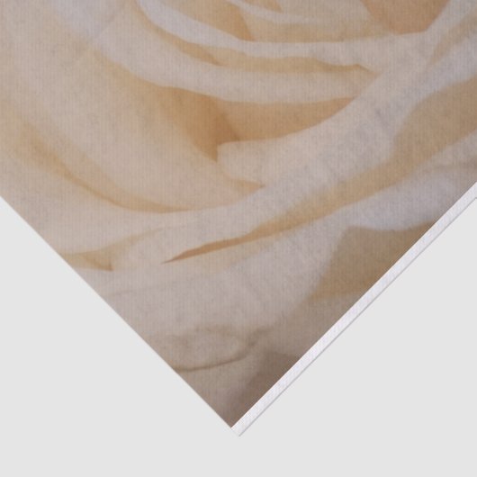 Cream Colour Roos Closeup Tissuepapier (Detail)