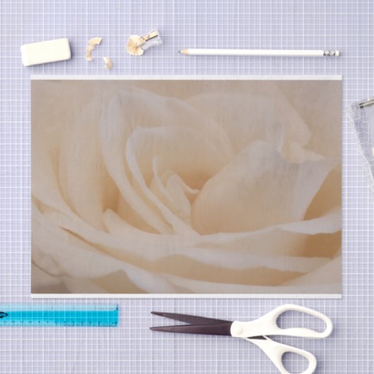 Cream Colour Roos Closeup Tissuepapier (Craft)