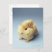 Cream-gekleurd cavia briefkaart (Voorkant / Achterkant)