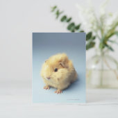 Cream-gekleurd cavia briefkaart (Staand voorkant)