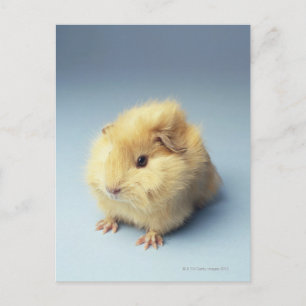 Cream-gekleurd cavia briefkaart