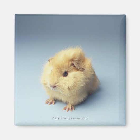 Cream-gekleurd cavia magneet (Voorkant)