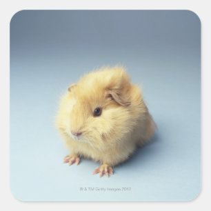 Cream-gekleurd cavia vierkante sticker