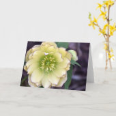 Cream Hellebore (Helleborus)-foto Kaart (Gele Bloem)