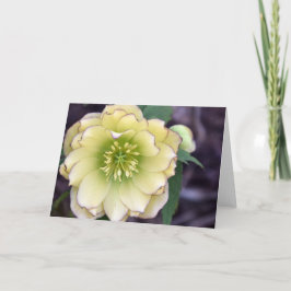 Cream Hellebore (Helleborus)-foto Kaart