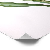 Cream Hyacinth Flower Art Print Poster (Hoek)