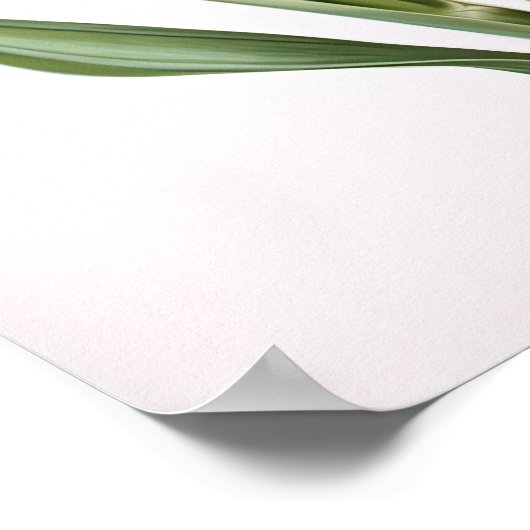 Cream Hyacinth Flower Art Print Poster (Hoek)