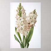 Cream Hyacinth Flower Art Print Poster (Voorkant)