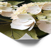 Cream Hydrangeas with Textured Leaves Poster (Hoek)