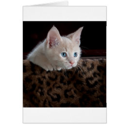 Cream Kitten met mooie blauwe ogen
