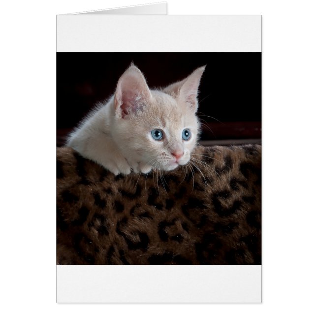 Cream Kitten met mooie blauwe ogen (Voorkant)