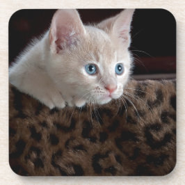 Cream Kitten met mooie blauwe ogen Bier Onderzetter
