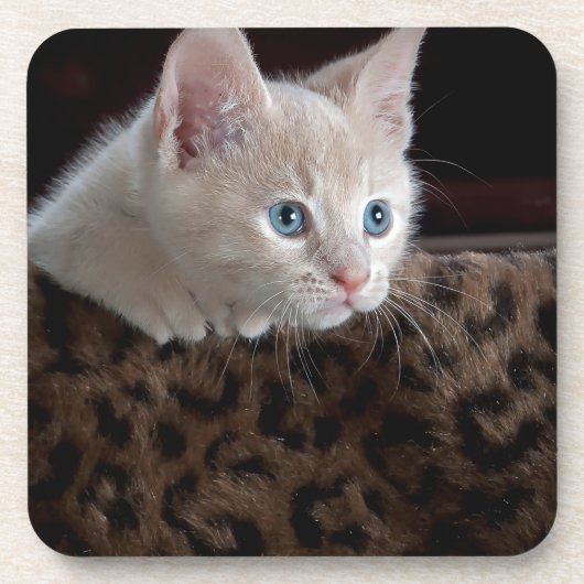 Cream Kitten met mooie blauwe ogen Bier Onderzetter (Voorkant)