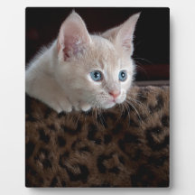 Cream Kitten met mooie blauwe ogen
