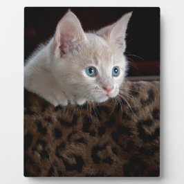 Cream Kitten met mooie blauwe ogen Fotoplaat