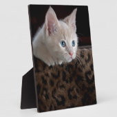 Cream Kitten met mooie blauwe ogen Fotoplaat (Zijkant)