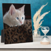 Cream Kitten met mooie blauwe ogen Fotoplaat (Zijkant)