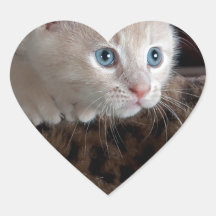 Cream Kitten met mooie blauwe ogen