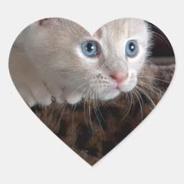 Cream Kitten met mooie blauwe ogen Hart Sticker