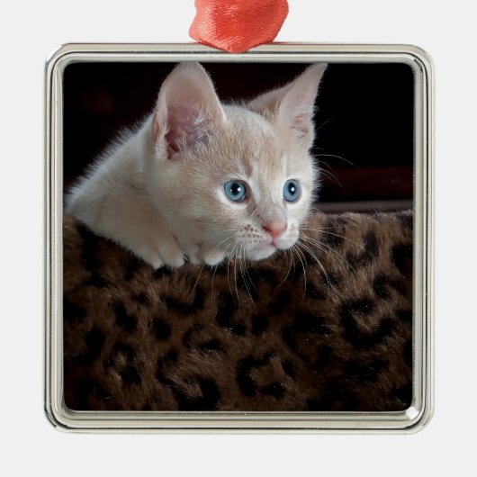 Cream Kitten met mooie blauwe ogen Metalen Ornament (Voorkant)