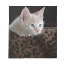 Cream Kitten met mooie blauwe ogen