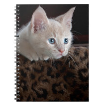 Cream Kitten met mooie blauwe ogen