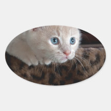 Cream Kitten met mooie blauwe ogen