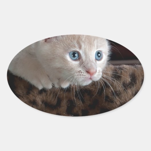 Cream Kitten met mooie blauwe ogen Ovale Sticker (Voorkant)