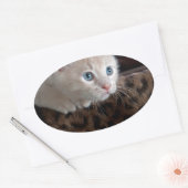 Cream Kitten met mooie blauwe ogen Ovale Sticker (Envelop)