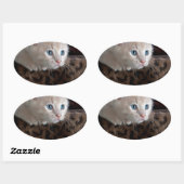 Cream Kitten met mooie blauwe ogen Ovale Sticker (Vel)