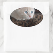 Cream Kitten met mooie blauwe ogen Ovale Sticker (Tas)