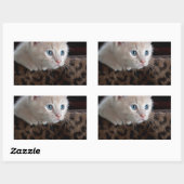 Cream Kitten met mooie blauwe ogen Rechthoekige Sticker (Vel)