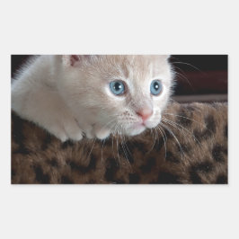 Cream Kitten met mooie blauwe ogen Rechthoekige Sticker