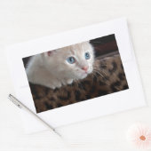 Cream Kitten met mooie blauwe ogen Rechthoekige Sticker (Envelop)