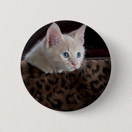 Cream Kitten met mooie blauwe ogen Ronde Button 5,7 Cm (Voorkant)