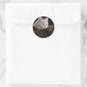 Cream Kitten met mooie blauwe ogen Ronde Sticker (Tas)