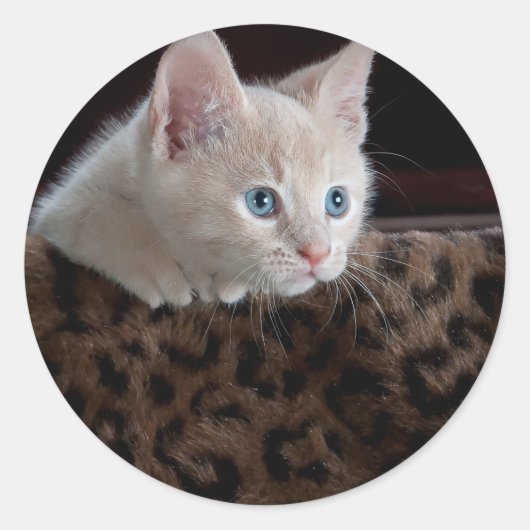 Cream Kitten met mooie blauwe ogen Ronde Sticker (Voorkant)