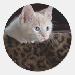 Cream Kitten met mooie blauwe ogen Ronde Sticker