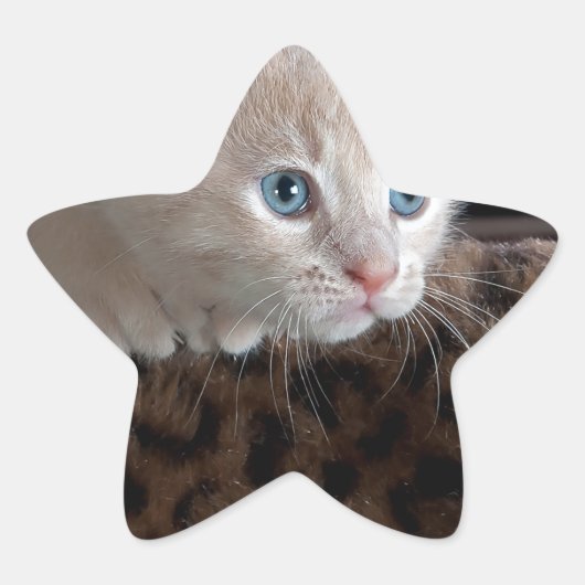 Cream Kitten met mooie blauwe ogen Ster Sticker (Voorkant)