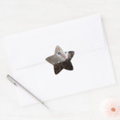 Cream Kitten met mooie blauwe ogen Ster Sticker (Envelop)