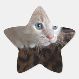 Cream Kitten met mooie blauwe ogen Ster Sticker