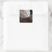 Cream Kitten met mooie blauwe ogen Vierkante Sticker (Tas)